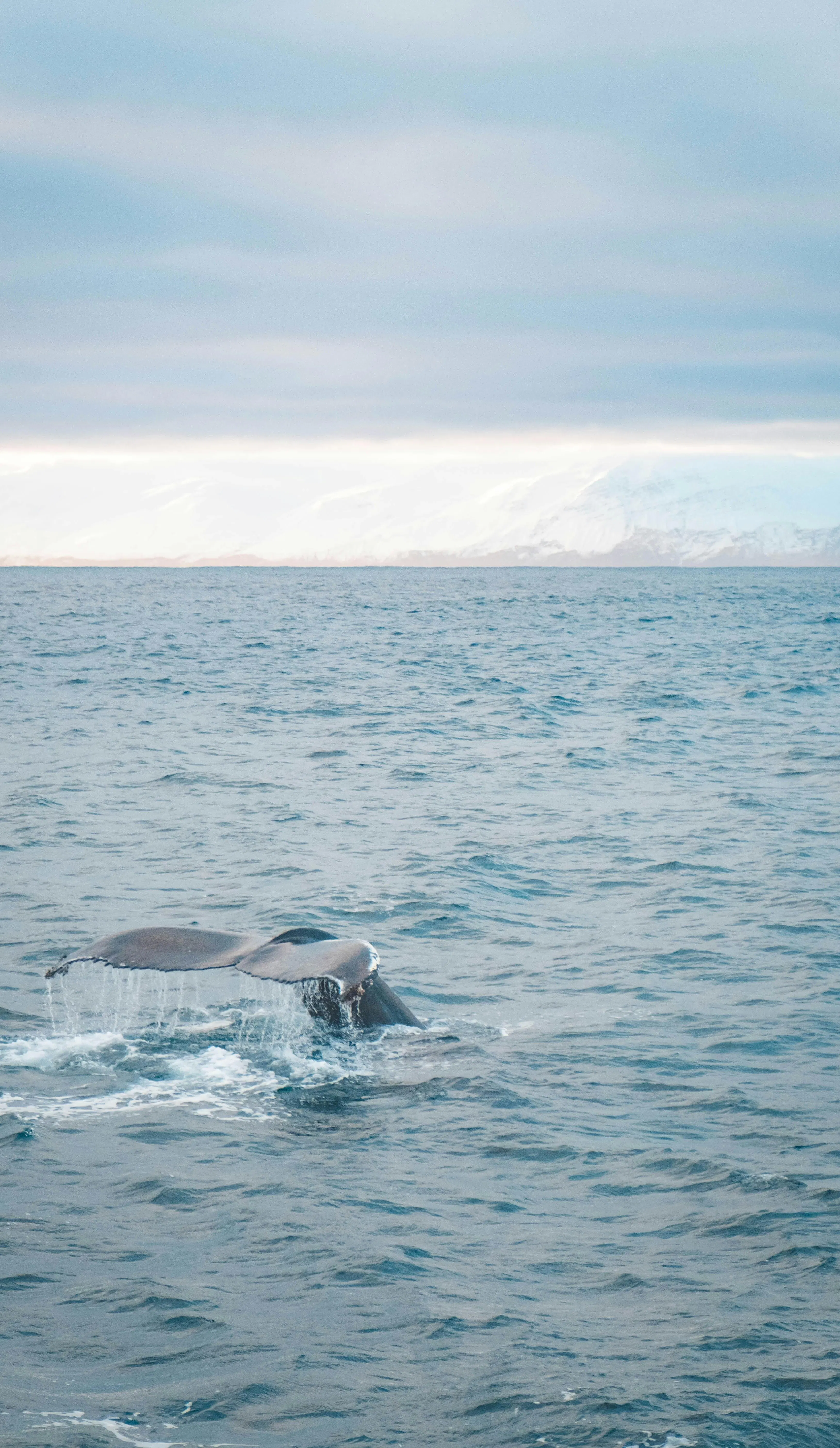 Whale watching ocean