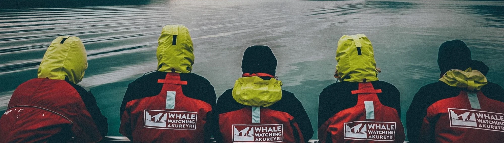The Best Places For Whale Watching In Iceland And When To Go