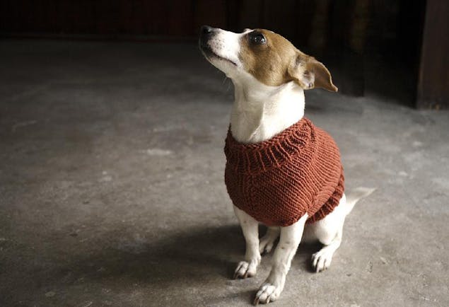 Top 5 free dog sweater knitting patterns