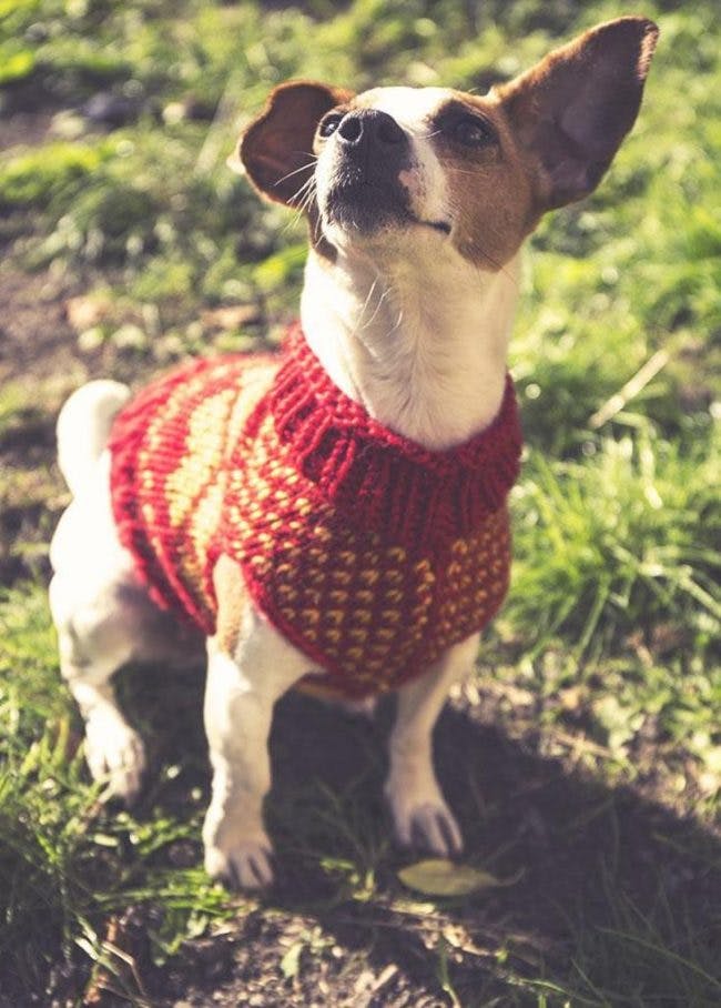 jack russell jumper knitting pattern free