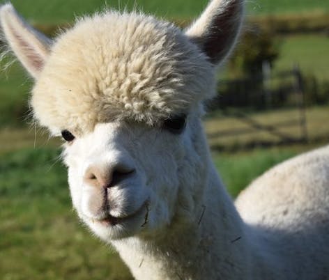 Alpaca