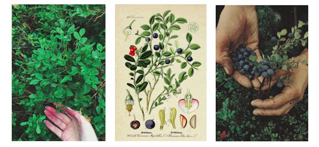 Fiona Alice blueberry headband inspiration