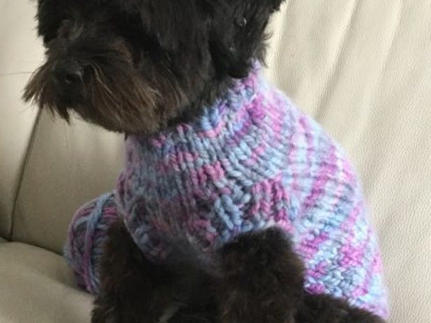 dog in knitted purple and blue sweater