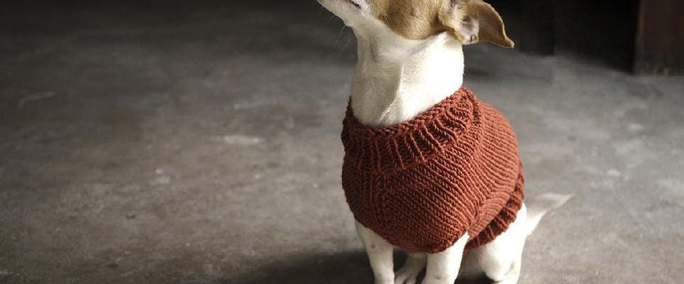 Free knitting pattern for dog sweater