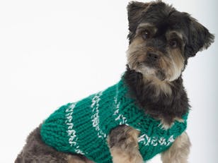 The Sports Nut Dog Sweater in Lion Brand Hometown USA - L32126