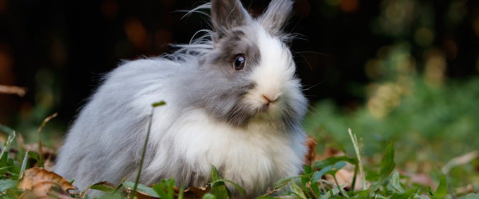 Angora wool, is it cruel?