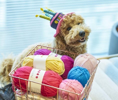 Paintbox Yarns Influencers Confetti