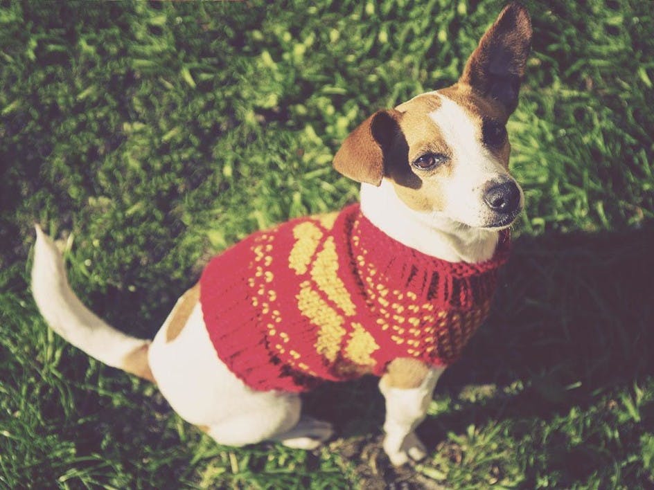 Do dogs need jumpers? We investigate dog coats!