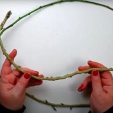 Step 1 - remove foliage from vines