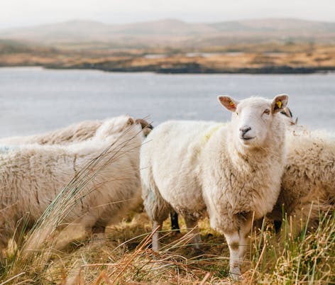 herd of sheep