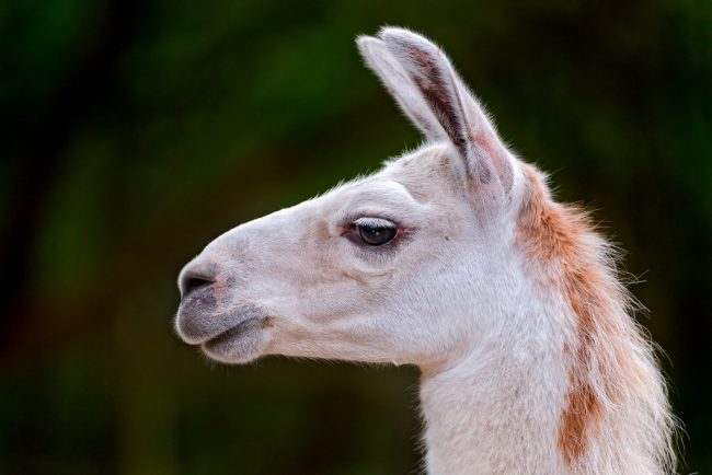 guanaco vs alpaca vs llama