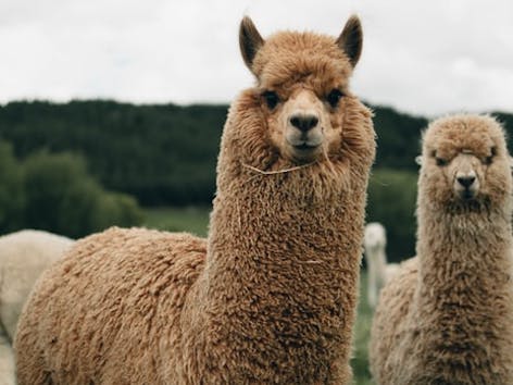 Alpaca wool: everything you need to know and what to make