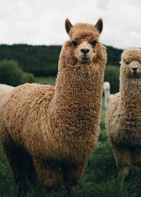 Alpaca Fiber - Everything You Need to Know