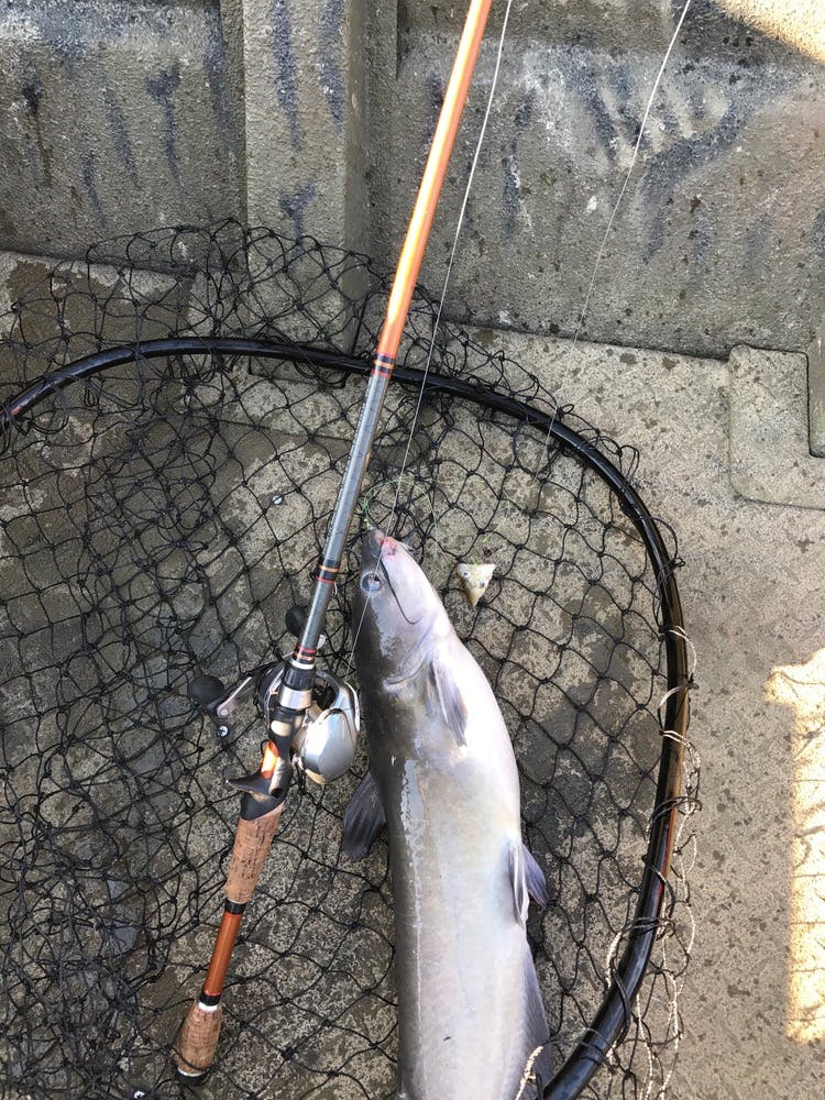 Catfish caught on Kentucky Lake while being guided by Loveless Outdoor Adventures