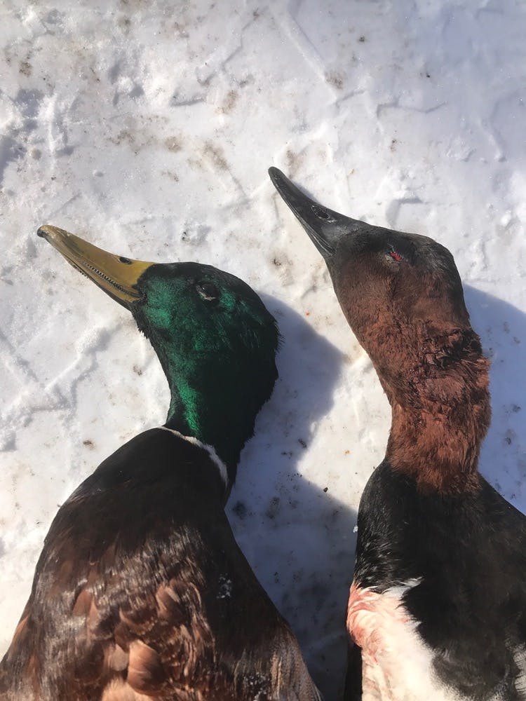 Two ducks killed on a duck hunting trip with Loveless Outdoor Adventures