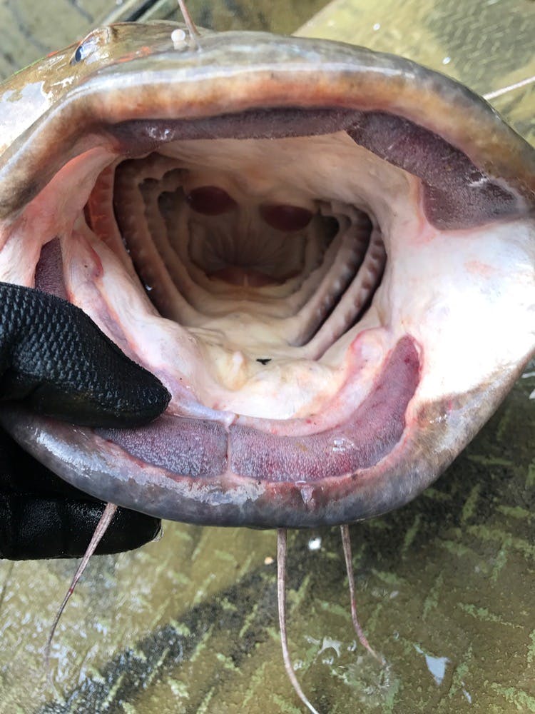 Inside the mouth of a Catfish on Kentucky Lake