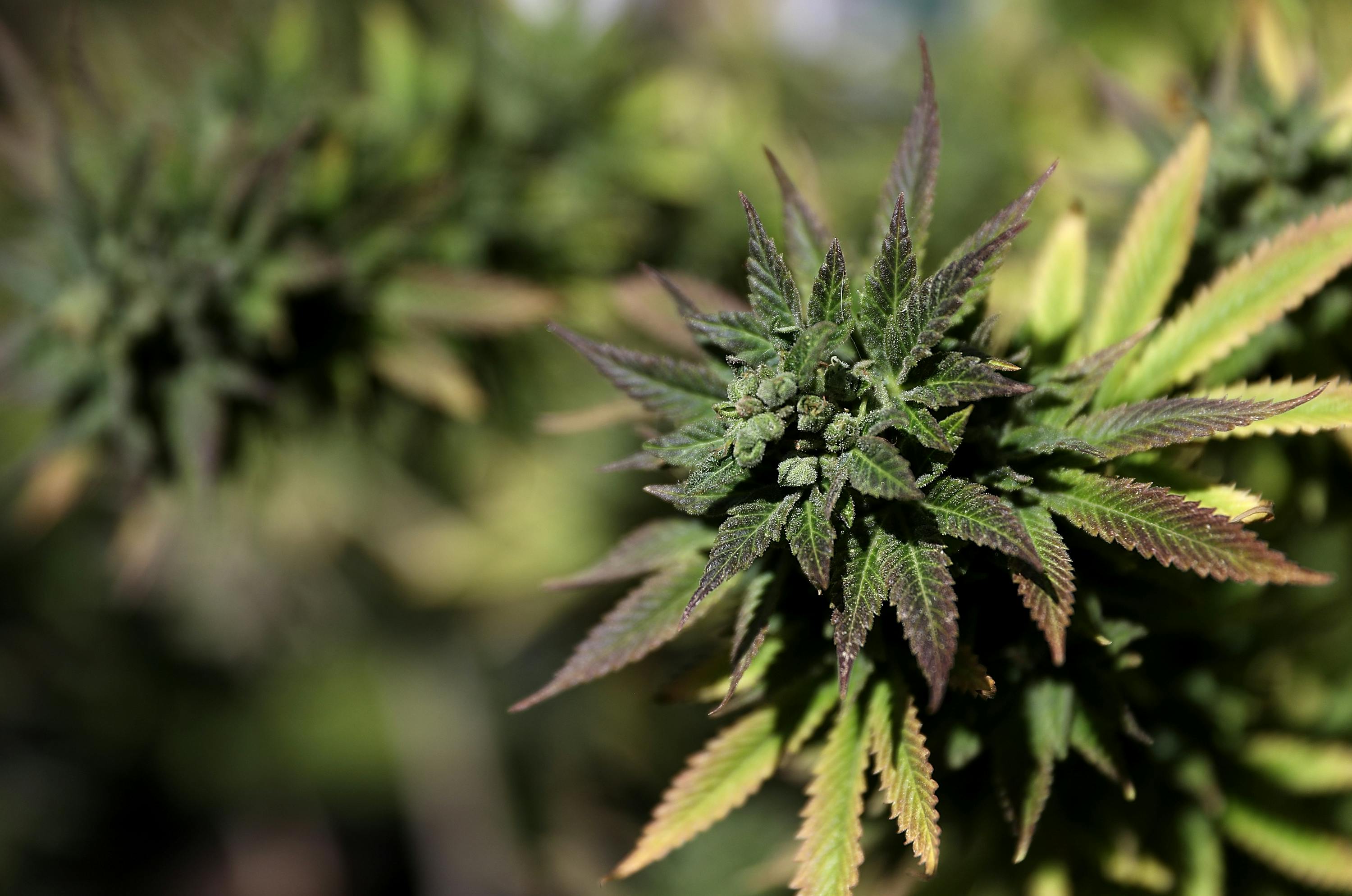 Exposing The ‘Indica, Sativa, & Hybrid’ Fallacy