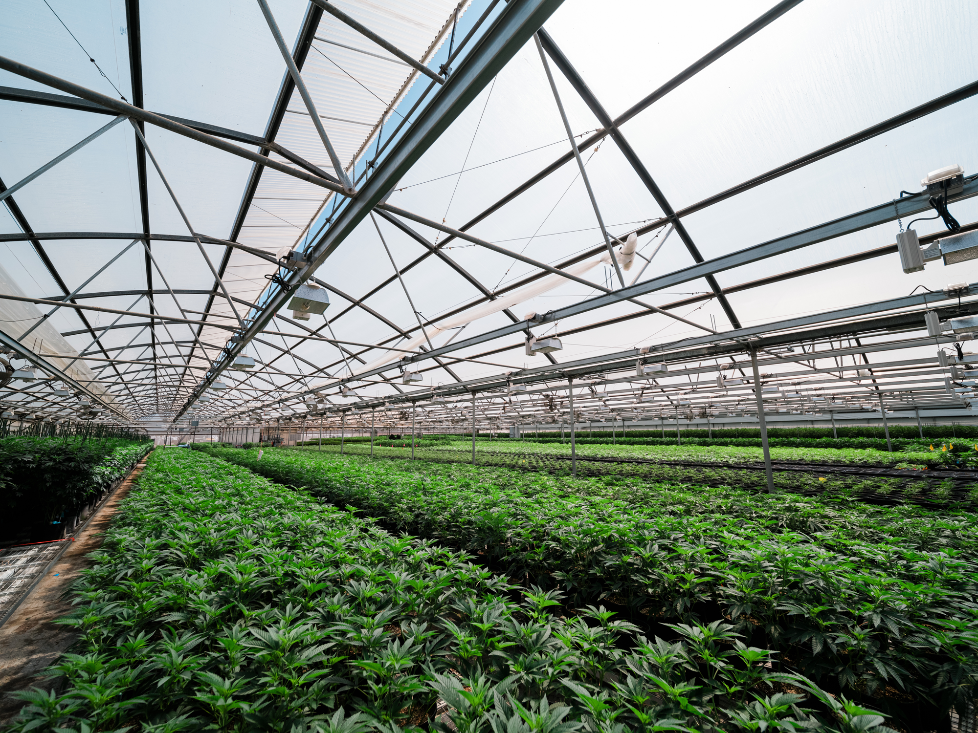 High Quality Cannabis Oil, Flower, & PreRolls Lowell Farms