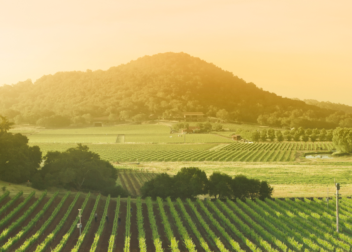 High Quality Cannabis Oil, Flower, & PreRolls Lowell Farms