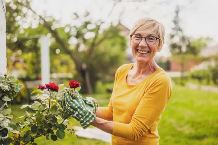 A smiling older woman tends to blooming roses while enjoying time outdoors in her garden.
