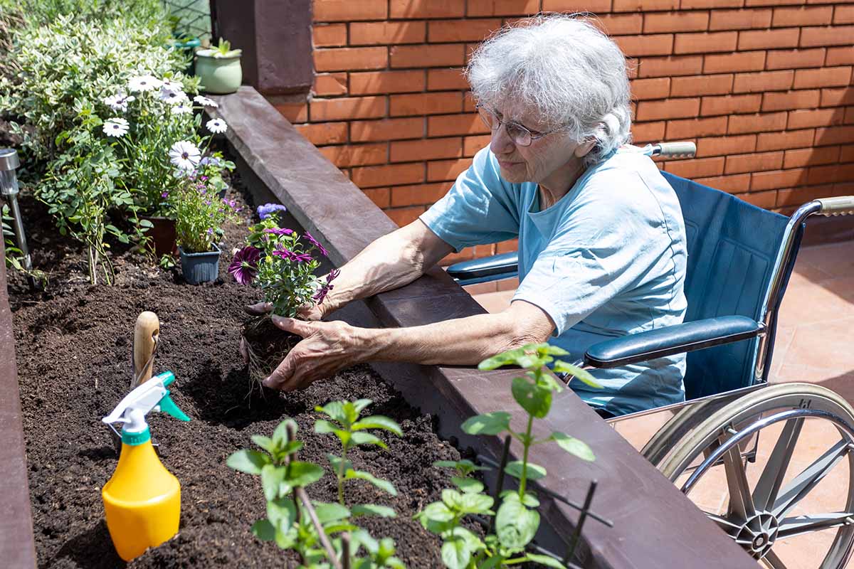 An elderly woman in a wheelchair is planting flowers in a raised garden bed, carefully placing a small plant into the soil while gardening tools and blooming plants surround her