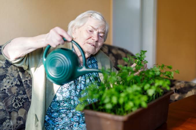 An elderly woman sits indoors and gently waters a small planter of green herbs with a watering can. 