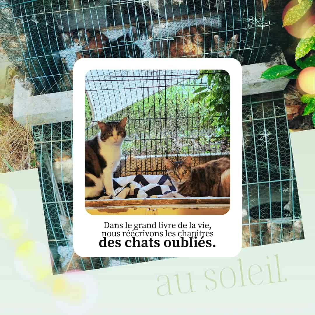 Dans le grand livre de la vie, nous réécrivons les chapitres des chats oubliés.