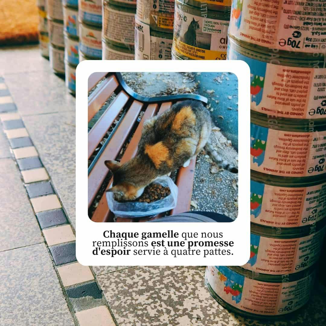 Chaque gamelle que nous remplissons est une promesse d'espoir servie à quatre pattes.