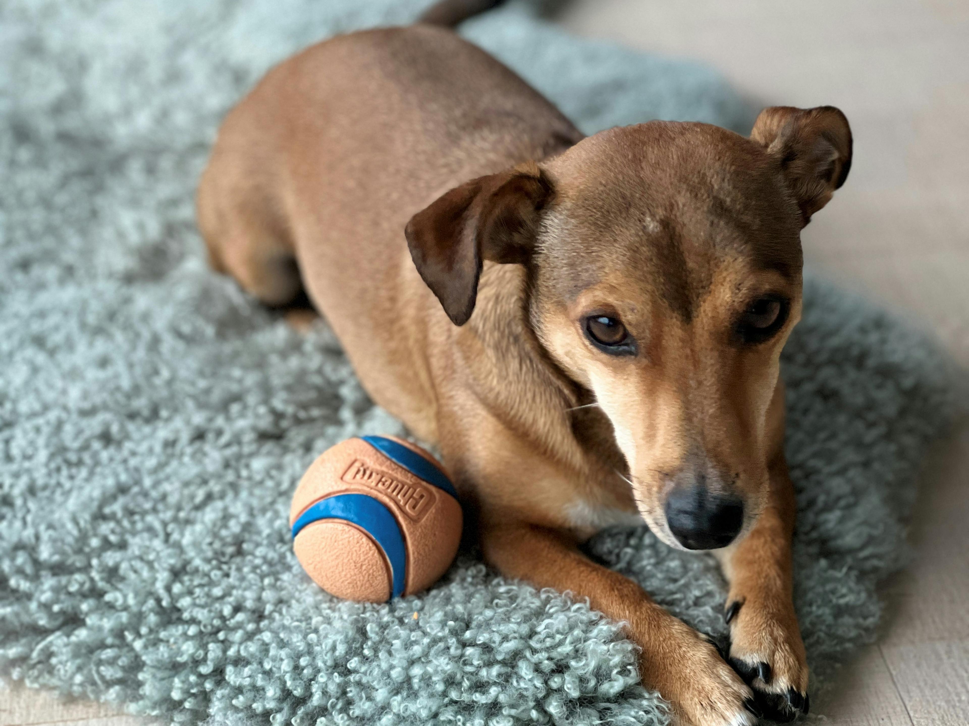 hond welkom in showroom LSB blokhutten