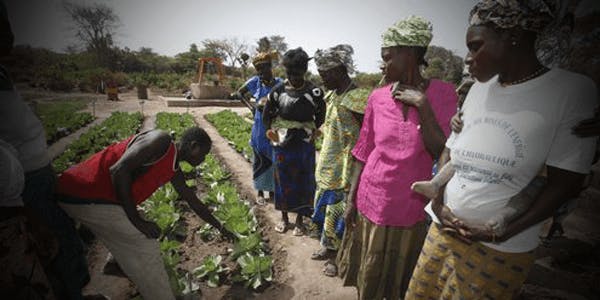 agriculture in Guinea