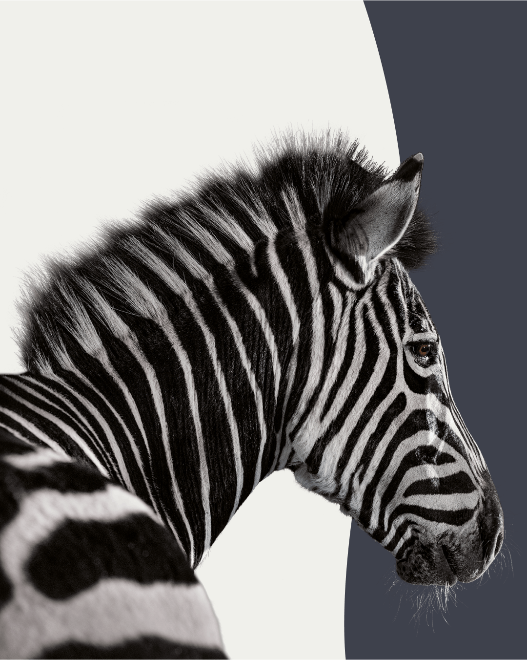 Investec Zebra