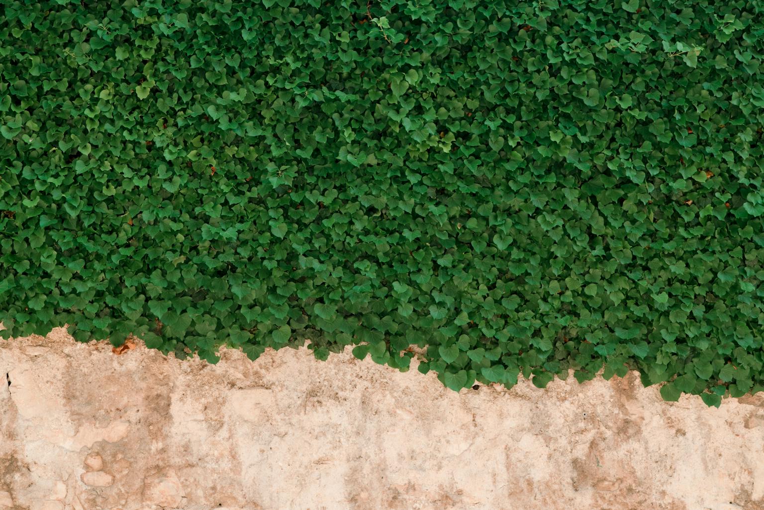 Green wall