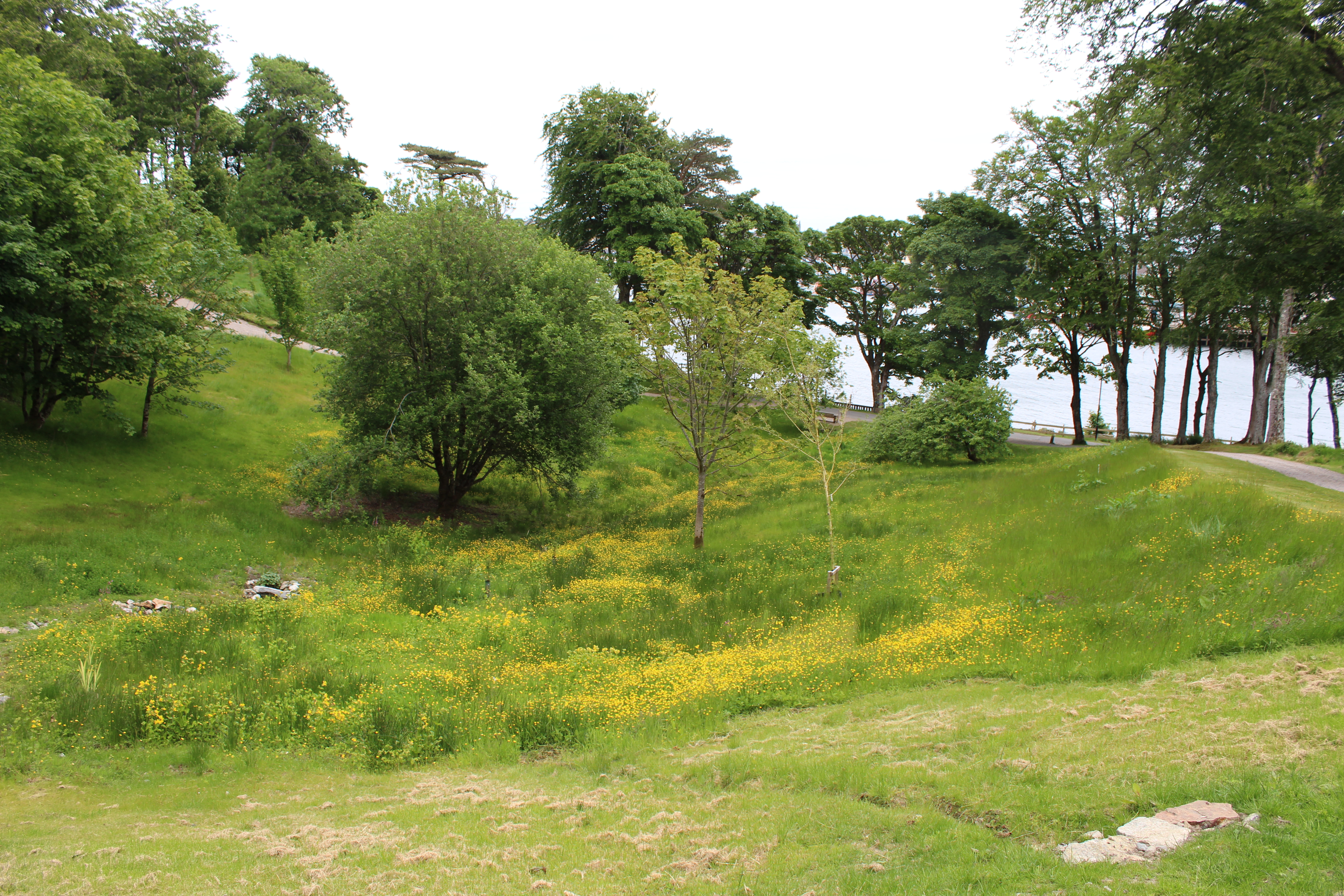 Grassy area with trees and wildflowers