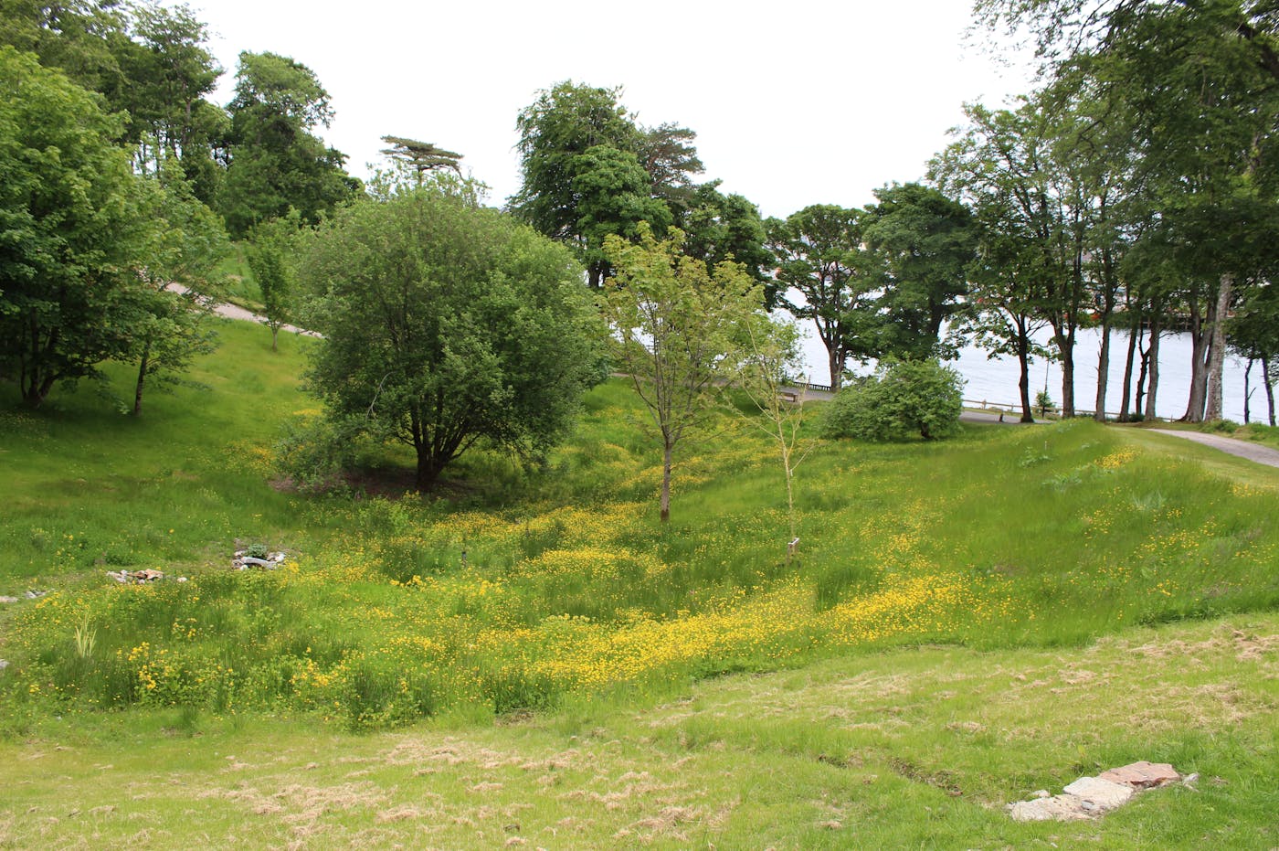 Grassy area with trees and wildflowers