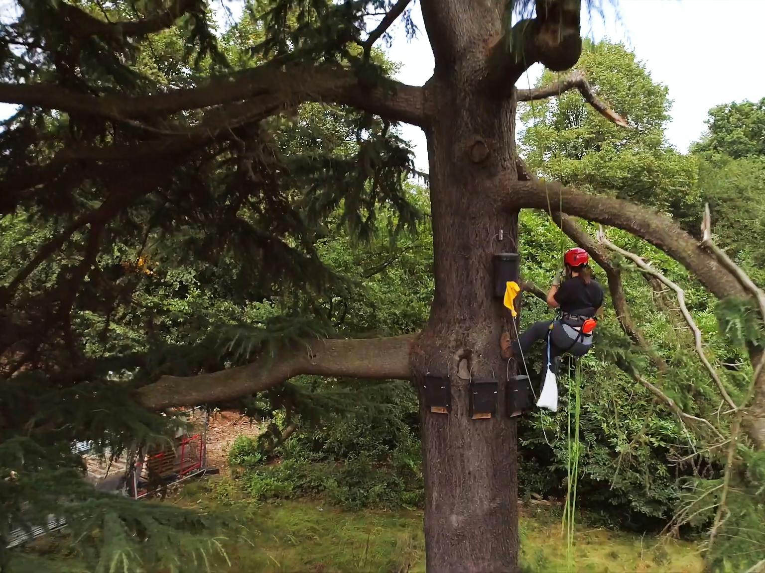 Person working in tree