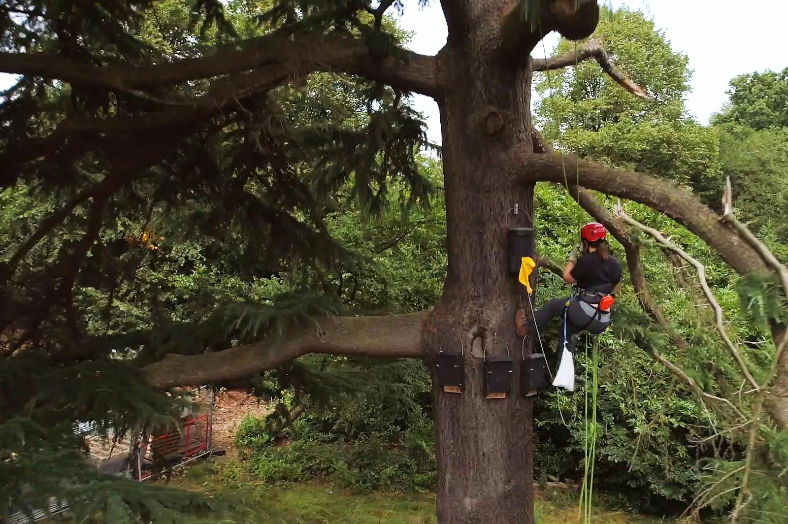 Person working in tree