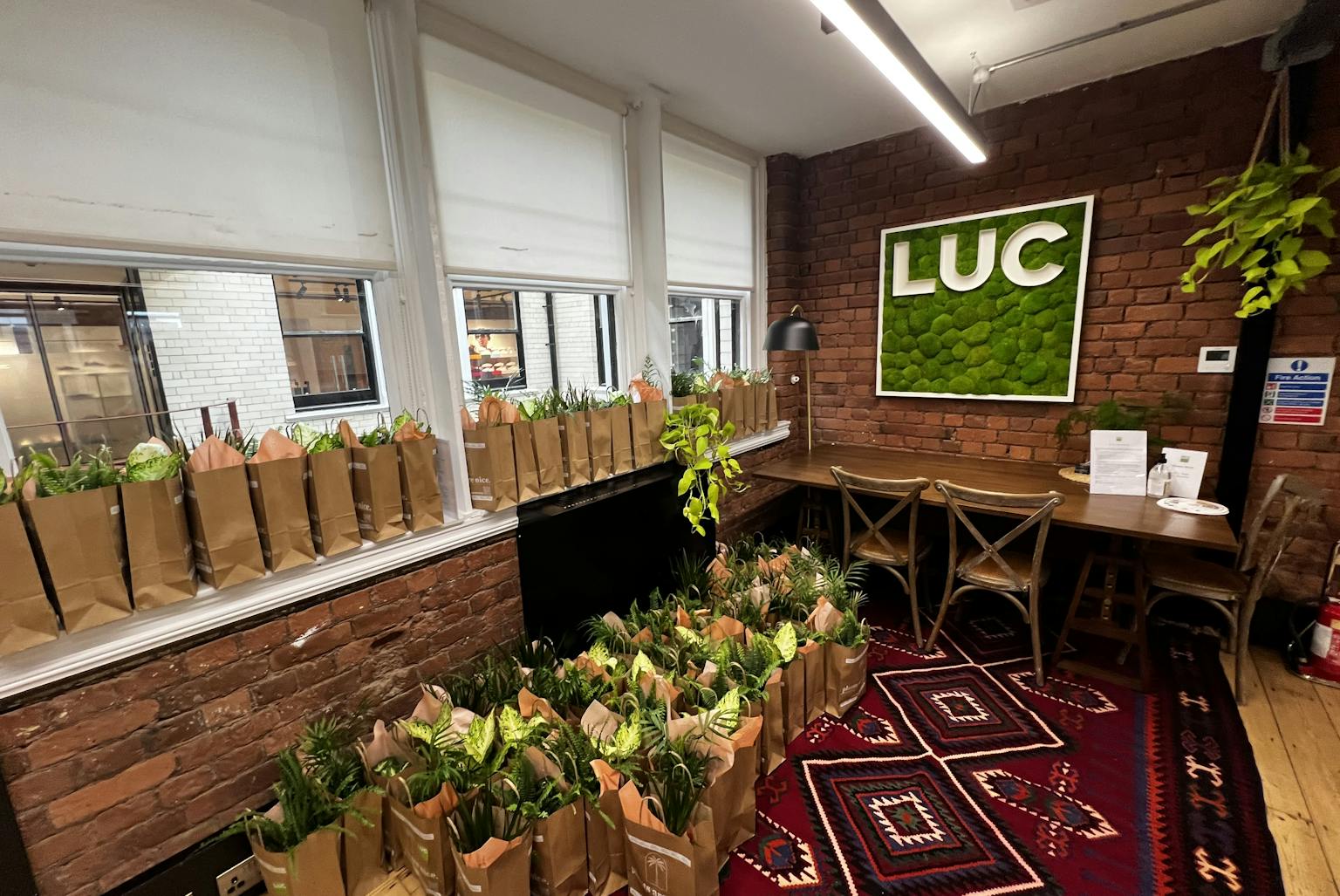 Houseplants in gift bags