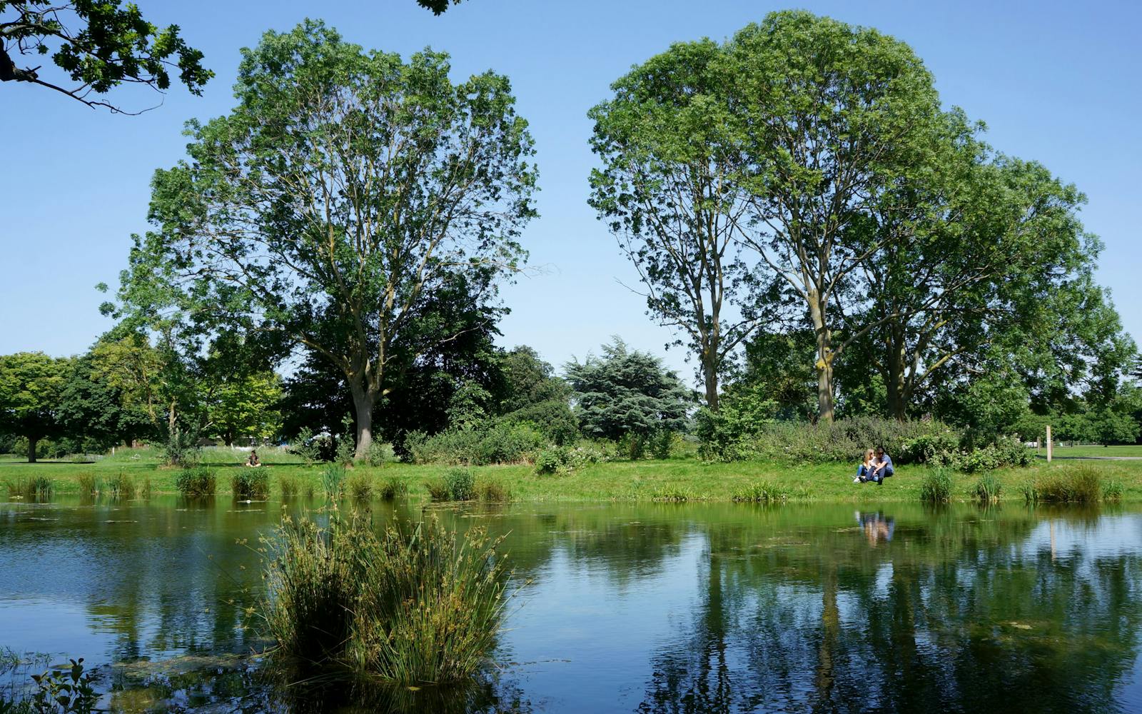 Trees next to a river