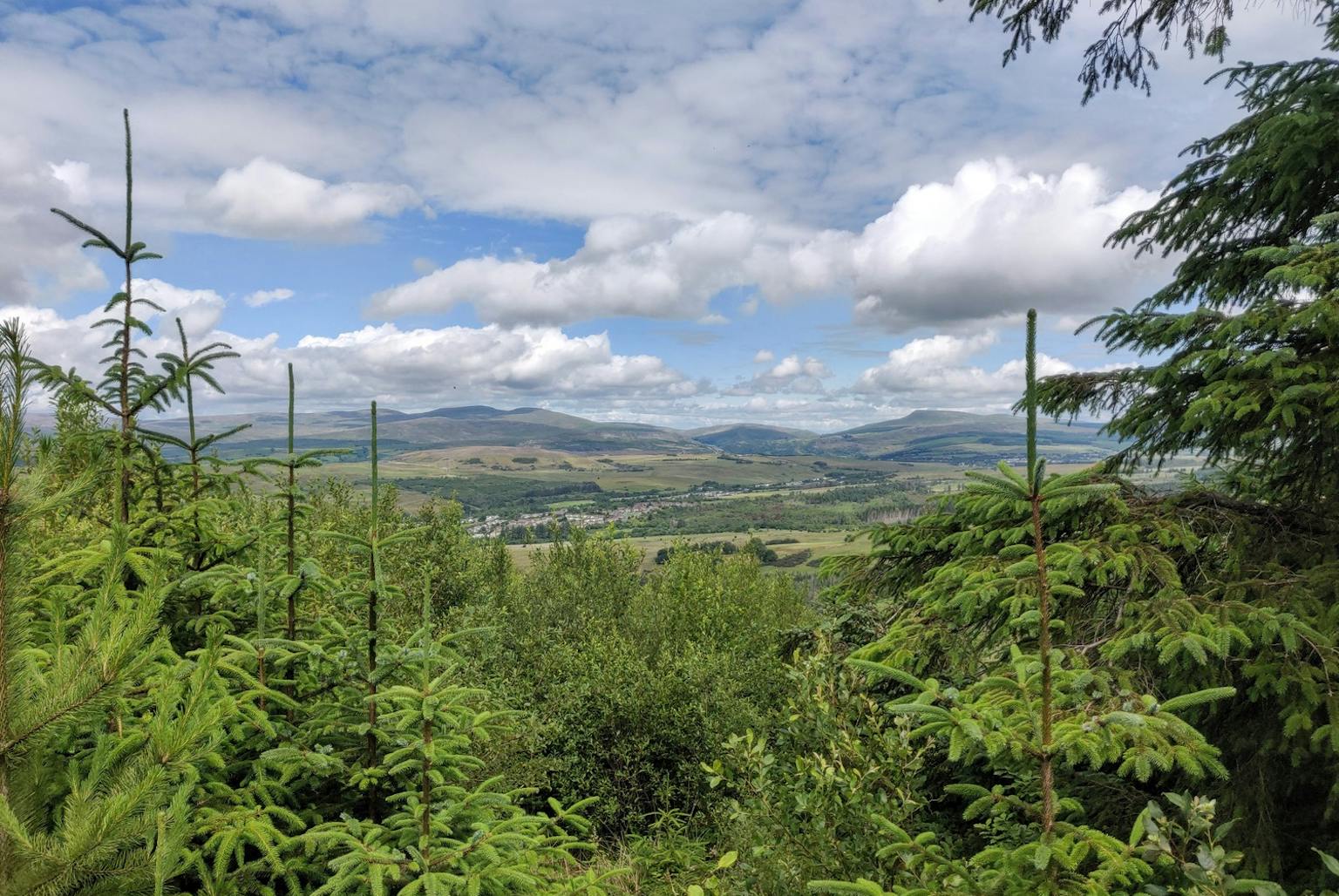 Green forest with landscape and hills in background