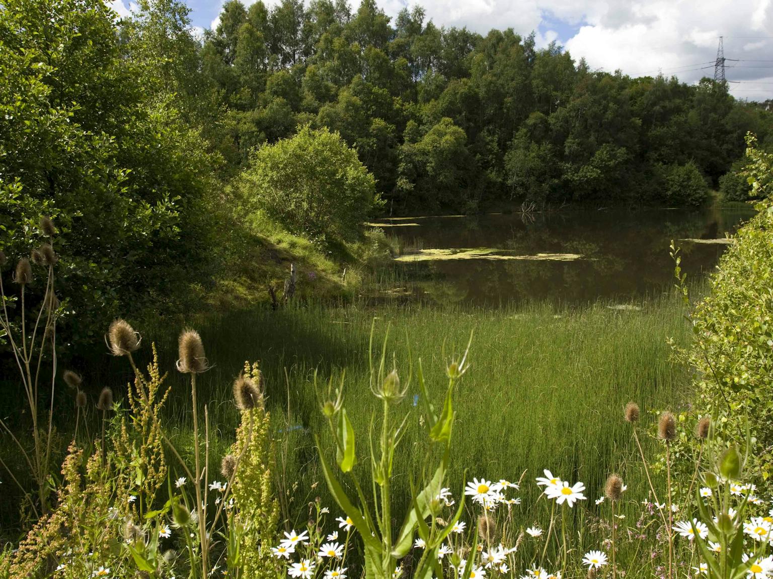 Pond and wildflower meadow