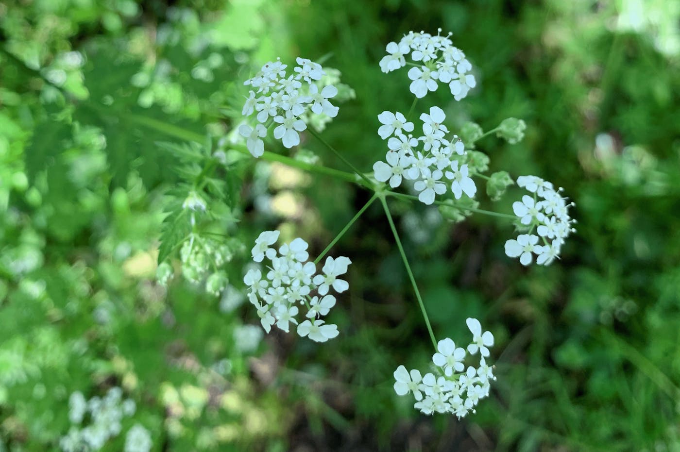Cow parsley at Lilly's Wood