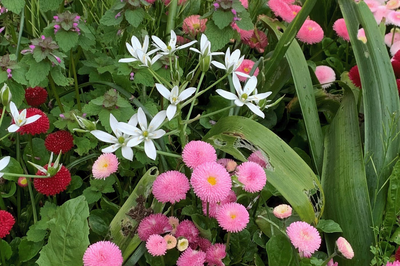 Star of Bethlehem flower at London Road Cemetery