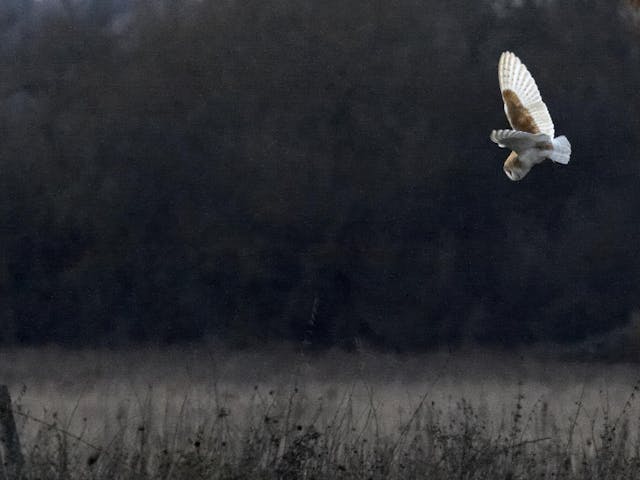Barn owl flying over a field