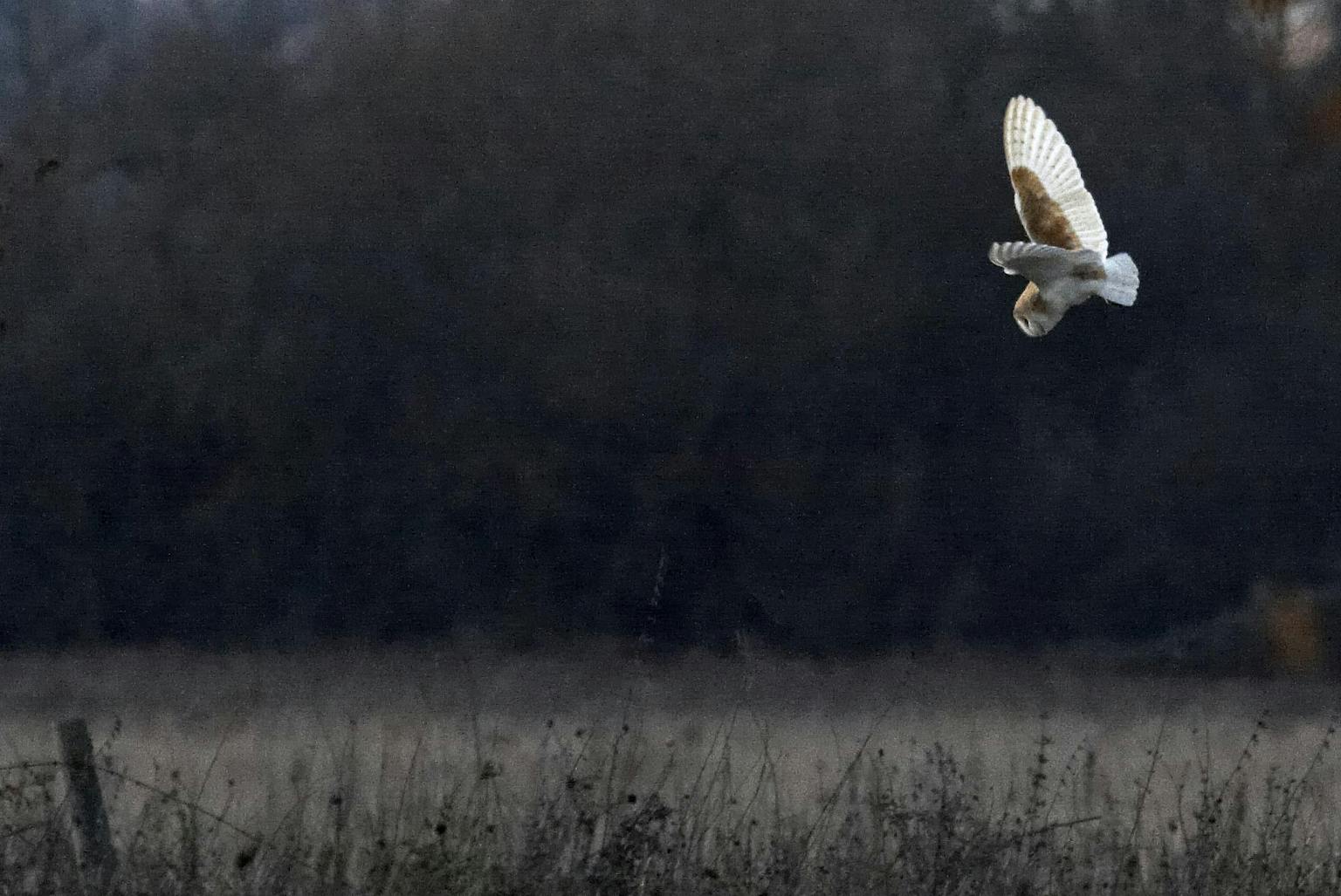 Barn owl flying over a field