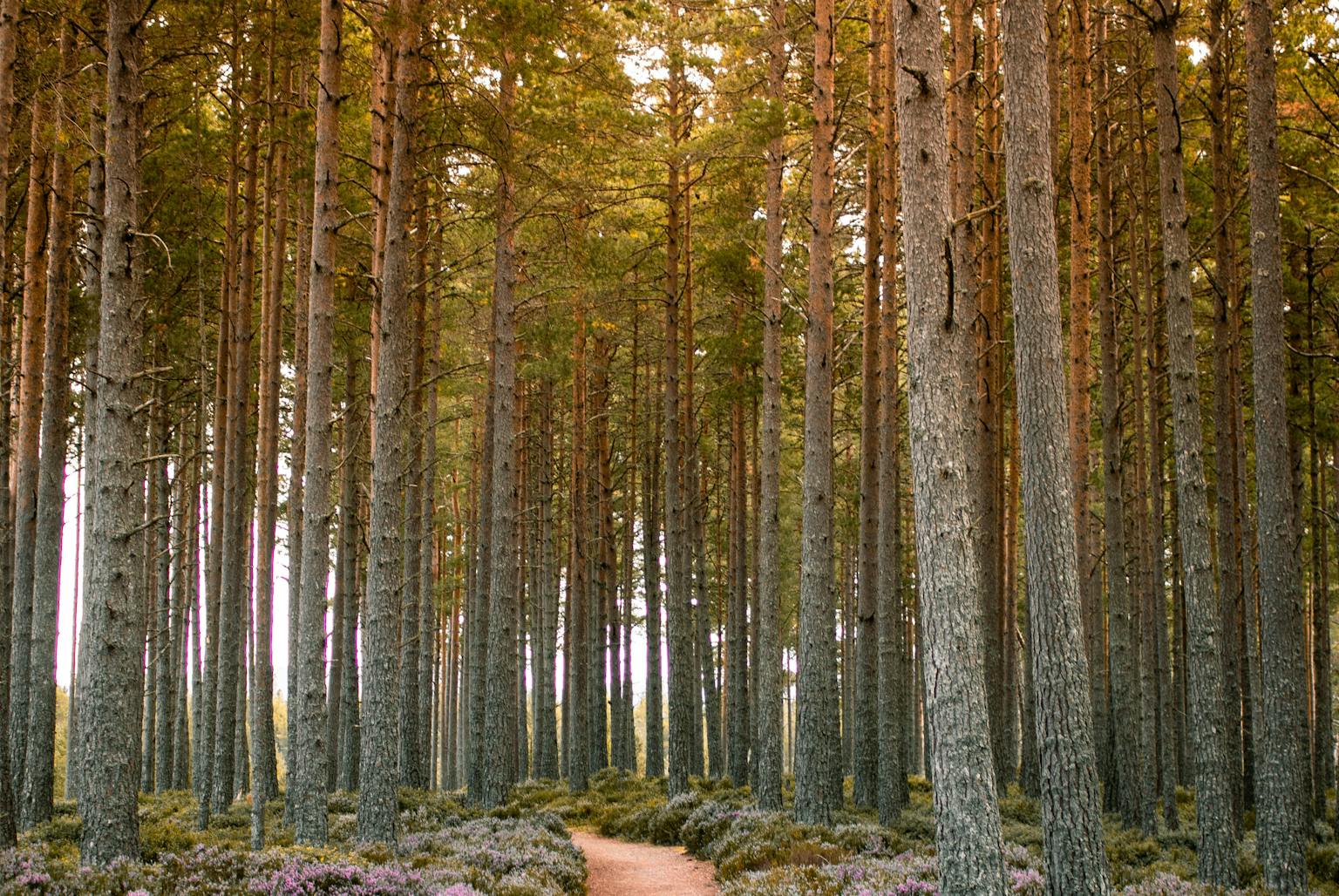 Tall trees