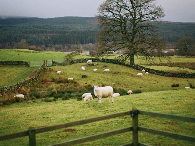 Sheep's morning graze around the field in Dumfries