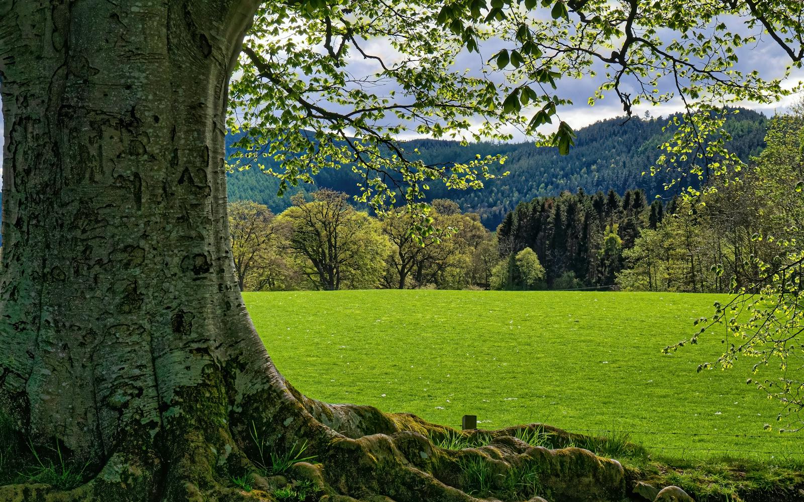 A large tree in the middle of a green field