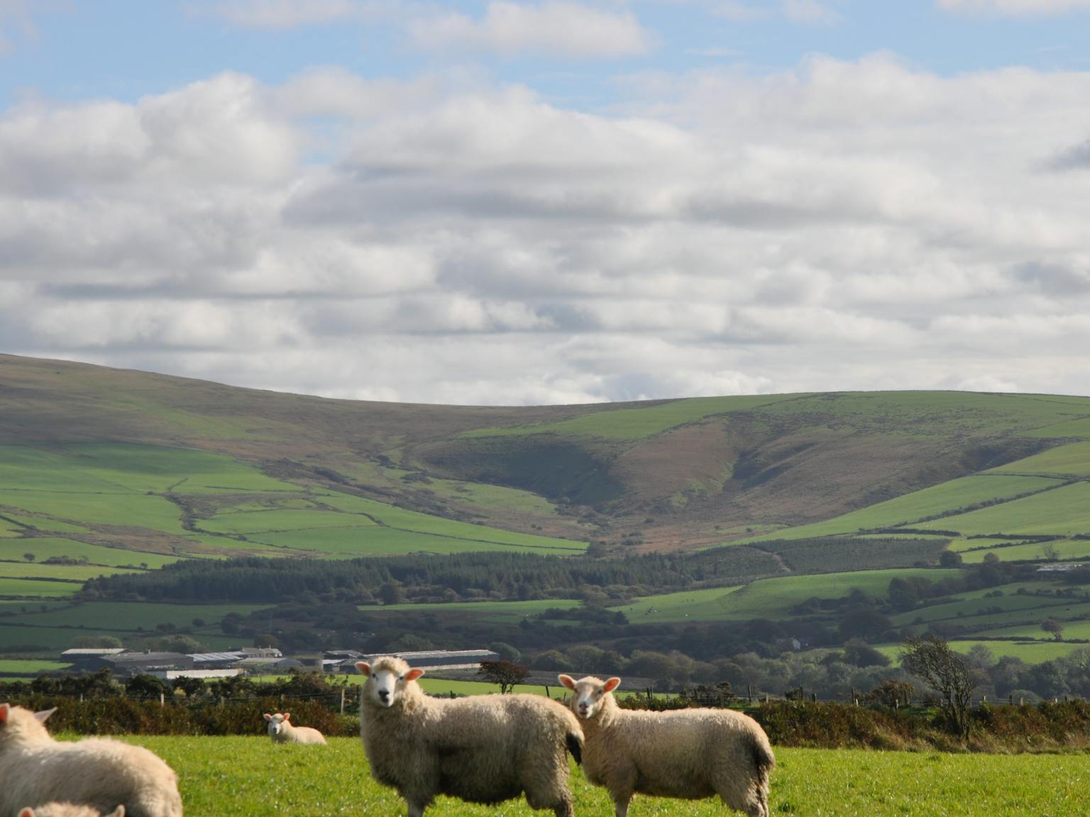 A field with some sheep and hills in the background