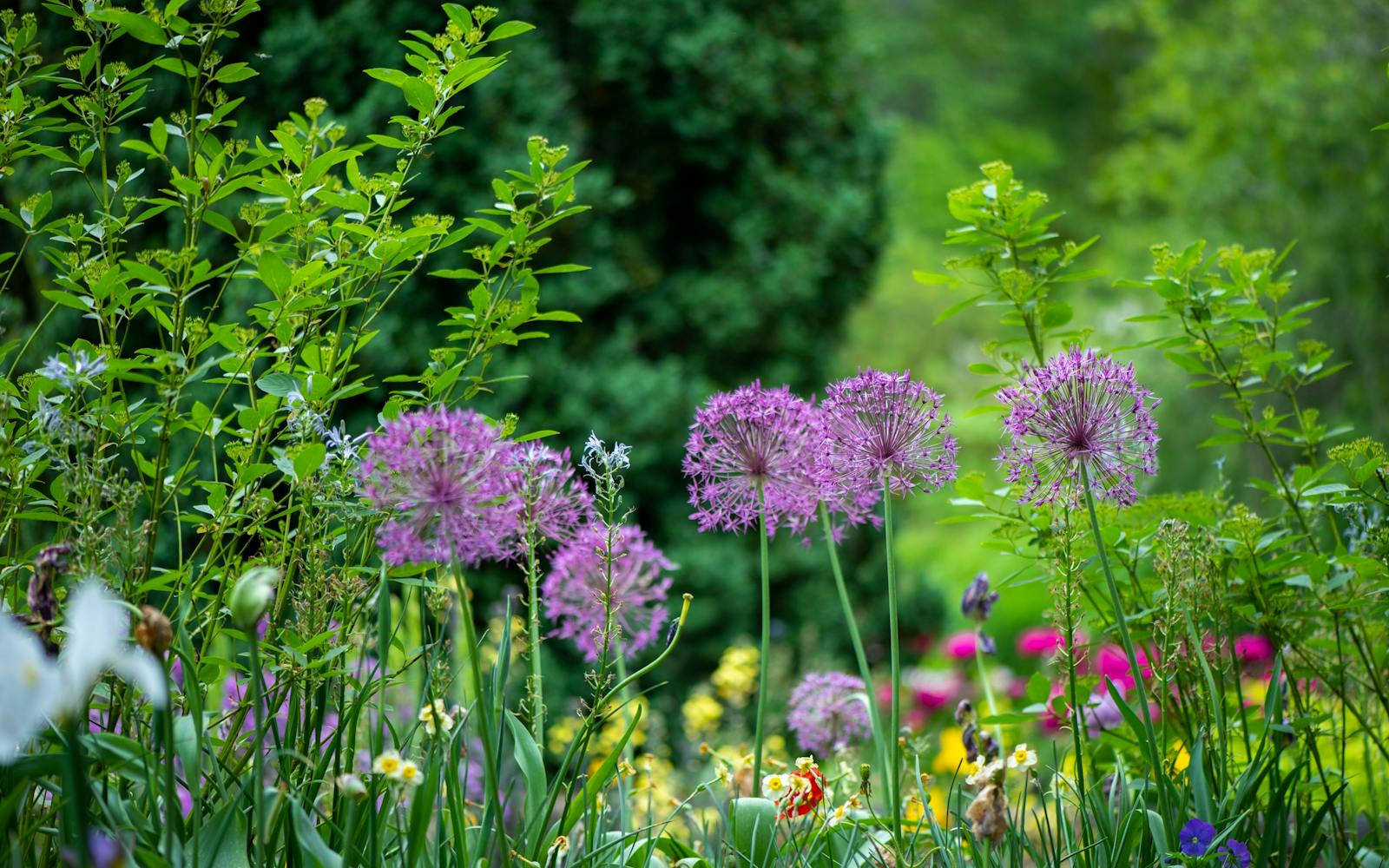 a group of purple flowers in a garden