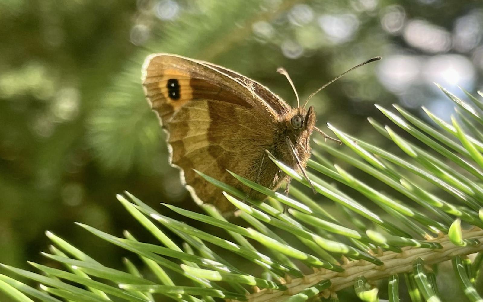 Meadow brown butterfly